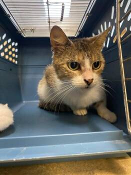 Domestic Short Hair Cats Available for Adoption in Ocala, Florida - AppleJack | PetCurious