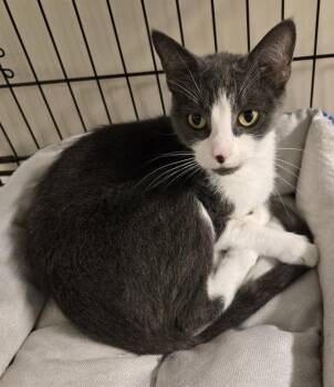 Pretty Mona -  Domestic Short Hair Cat for Adoption in Windsor, Connecticut - Pretty Mona | PetCurious
