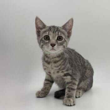 Doritos -  Domestic Short Hair Cat for Adoption in State College, Pennsylvania - Doritos | PetCurious