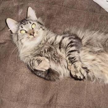 Tabby and Domestic Long Hair Cats Available for Adoption - Ronny | PetCurious