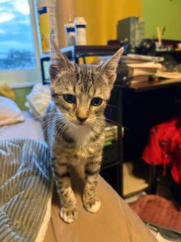 Pearl -  Domestic Short Hair Cat for Adoption in Sunrise, Florida - Pearl | PetCurious