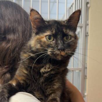 Rescue Domestic Medium Hair Cats for Adoption in West Olive, Michigan - Abigail | PetCurious