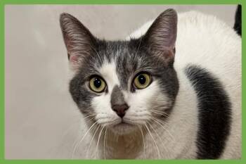 Tinker -  Domestic Short Hair Cat for Adoption in Amherst, Massachusetts - Tinker | PetCurious