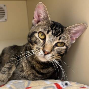 Rescue Domestic Short Hair Cats for Adoption in Naperville, Illinois - Pete | PetCurious