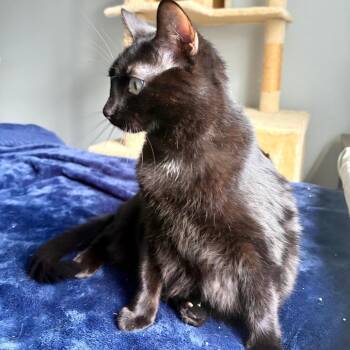 Paslen -  Domestic Short Hair Cat for Adoption in Boulder, Colorado - Paslen | PetCurious