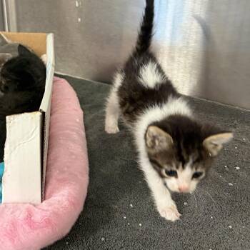 Star -  Domestic Short Hair Cat for Adoption in Evensville, Tennessee - Star | PetCurious