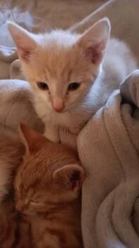 Finn -  Domestic Short Hair Cat Available for Adoption in Johnson City, Tennessee - Finn | PetCurious