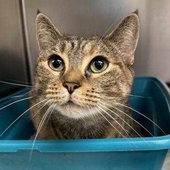 Keena -  Domestic Short Hair Cat for Adoption in Worcester, Massachusetts - Keena | PetCurious