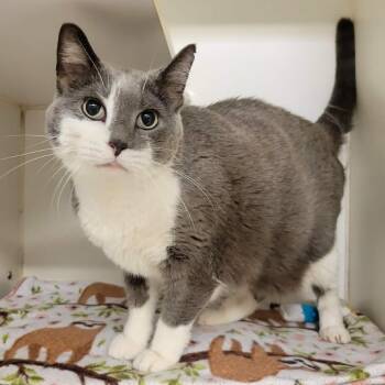 Chatty -  Domestic Short Hair Cat for Adoption in Columbia, Missouri - Chatty | PetCurious