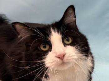 Gabby -  Domestic Long Hair and Domestic Short Hair Cat for Adoption in Golden Valley, Minnesota - Gabby | PetCurious