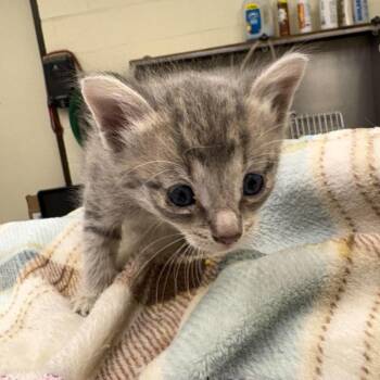 Belle 26-05-148 -  Domestic Short Hair Cat for Adoption in Bastrop, Texas - Belle 26-05-148 | PetCurious