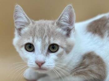 Pesto -  Domestic Short Hair Cat for Adoption in Portland, Oregon - Pesto | PetCurious