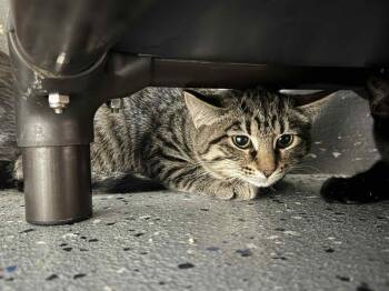 Domestic Short Hair Cats Available for Adoption - Doja Cat | PetCurious