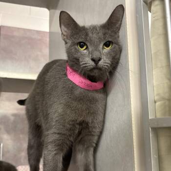 Delphie -  Domestic Short Hair Cat for Adoption in Fairport, New York - Delphie | PetCurious
