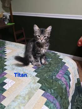 Titan -  Domestic Long Hair and Tabby Cat for Adoption in Shrewsbury, Massachusetts - Titan | PetCurious