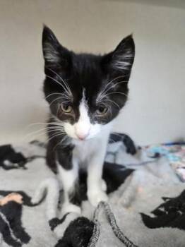 Winnie -  Domestic Short Hair Cat for Adoption in Bellevue, Washington - Winnie | PetCurious