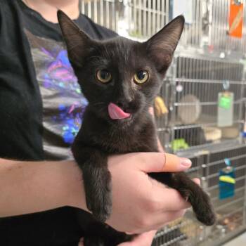 Felt -  Siamese and Domestic Short Hair Cat for Adoption in Spokane, Washington - Felt | PetCurious
