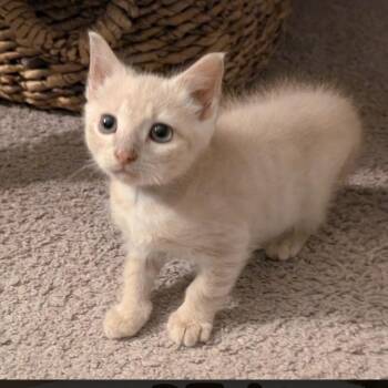 Souffle -  Domestic Short Hair Cat for Adoption in Bel Air, Maryland - Souffle | PetCurious
