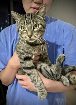 Rescue Domestic Short Hair Cats for Adoption - Bellatrix | PetCurious