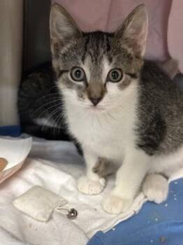 Dandelion -  Domestic Short Hair Cat for Adoption in Morristown, New Jersey - Dandelion | PetCurious