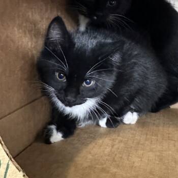 Rescue Domestic Short Hair Cats for Adoption in Priest River, Idaho - Uriah | PetCurious