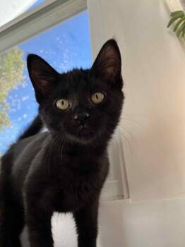 Domestic Short Hair Cats Available for Adoption - Crockpotette  | PetCurious
