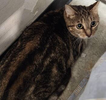 Domestic Short Hair Cats Available for Adoption in San Antonio, Texas - Kiara | PetCurious