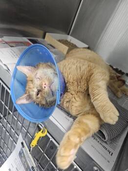 Domestic Short Hair Cats Available for Adoption in Charlotte, North Carolina - UNO | PetCurious