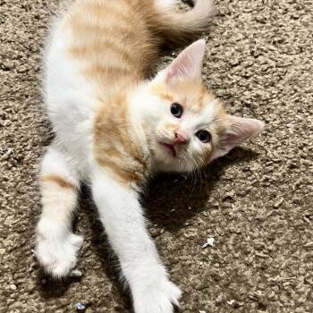 Citrine -  Domestic Short Hair Cat for Adoption in Philadelphia, Pennsylvania - Citrine | PetCurious