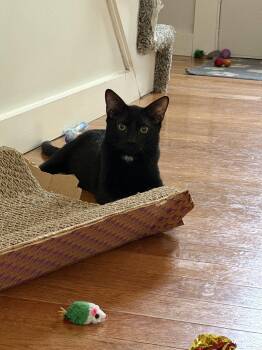 Velour -  Domestic Short Hair Cat for Adoption in Derry, New Hampshire - Velour | PetCurious