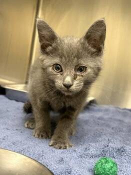 Marvin -  Domestic Short Hair Cat for Adoption in Westland, Michigan - Marvin | PetCurious