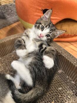 Tabitha -  Domestic Short Hair Cat for Adoption in Bayonne, New Jersey - Tabitha | PetCurious