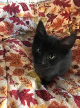 Rescue Domestic Short Hair Cats for Adoption in Lincoln Park, New Jersey - Midnight | PetCurious