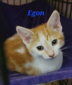 Rescue Domestic Short Hair Cats for Adoption in Kitchener, Ontario - Egon | PetCurious