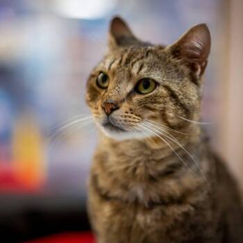 Whirley (no fee. no dogs) -  Bengal and Domestic Short Hair Cat for Adoption in Hanson, Massachusetts - Whirley (no Fee. No Dogs) | PetCurious