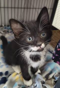 Ally -  Domestic Short Hair Cat Available for Adoption in Grand Forks, North Dakota - Ally | PetCurious