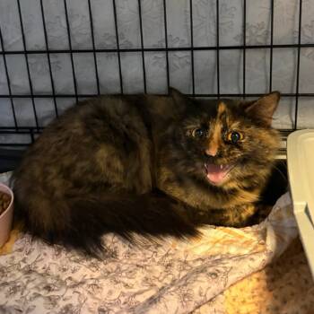 Rescue Domestic Medium Hair Cats for Adoption in Pennsville Township, New Jersey - Purrdy | PetCurious
