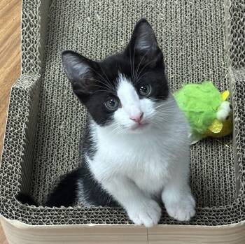 Rocky -  Domestic Short Hair Cat for Adoption in Queenstown, Maryland - Rocky | PetCurious