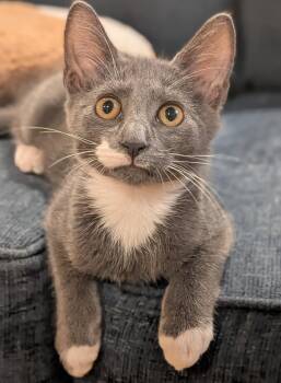 Habeus Corpus -  Domestic Short Hair Cat for Adoption in Cary, North Carolina - Habeus Corpus | PetCurious