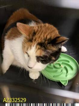 Domestic Short Hair Cats Available for Adoption in West Palm Beach, Florida - HEIDI | PetCurious