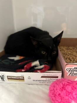 Pinwheel -  Domestic Short Hair Cat for Adoption in Margate, Florida - Pinwheel | PetCurious