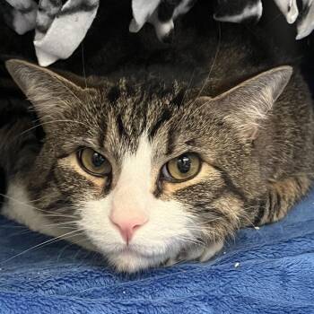 Domestic Short Hair Cats Available for Adoption - Luka | PetCurious