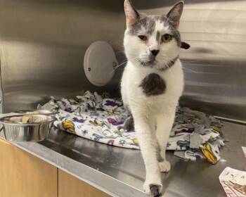 Domestic Short Hair Cats Available for Adoption - PURRIGNON | PetCurious