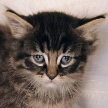 Zhang -  Domestic Medium Hair Cat for Adoption in Palestine, Texas - Zhang | PetCurious