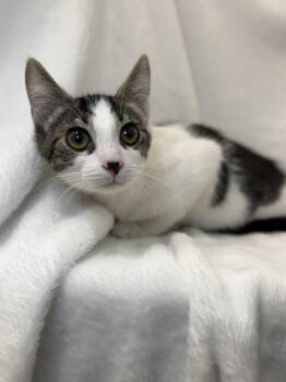 Emma -  Domestic Long Hair and Tabby Cat for Adoption in Greensboro, North Carolina - Emma | PetCurious