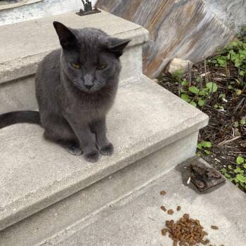 Cat -  Domestic Short Hair Cat for Adoption in Rochester, Minnesota - Cat | PetCurious