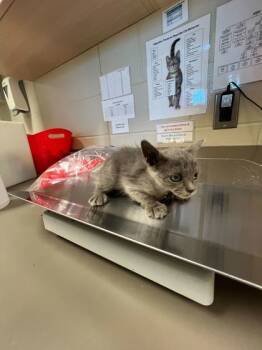 Rescue Domestic Short Hair Cats for Adoption in Gray, Louisiana - Cupcake | PetCurious