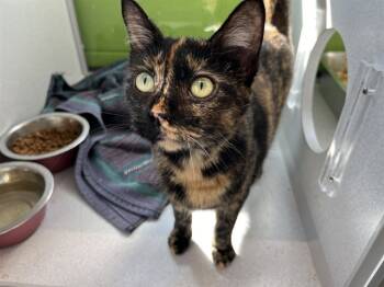 Rescue Domestic Medium Hair Cats for Adoption in Bloomington, Illinois - SCARLETT | PetCurious