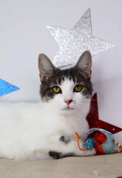 Sage -  Domestic Short Hair Cat for Adoption in Ashland, Kentucky - Sage | PetCurious