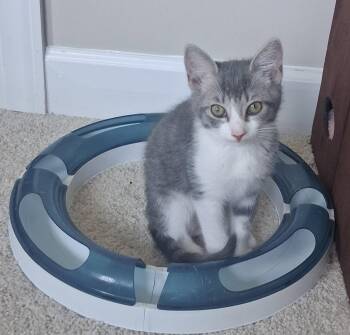 Thurston -  Domestic Short Hair Cat for Adoption in Herndon, Virginia - Thurston | PetCurious